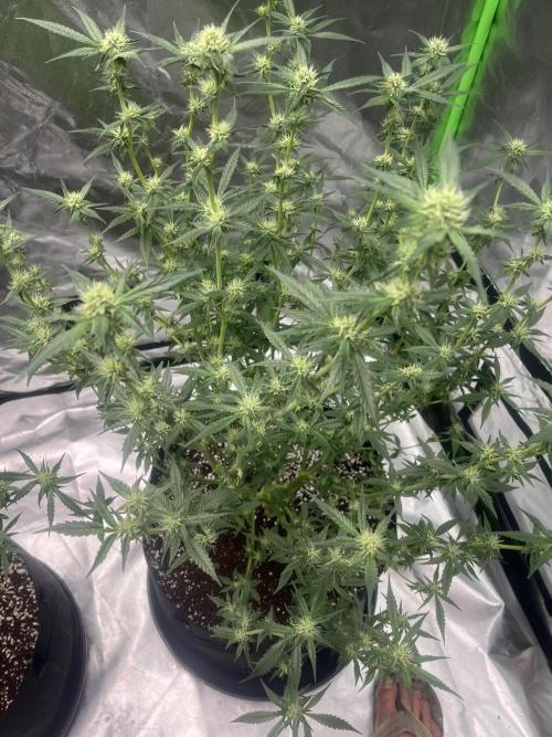 Northern lights. Week 12 - 14/2