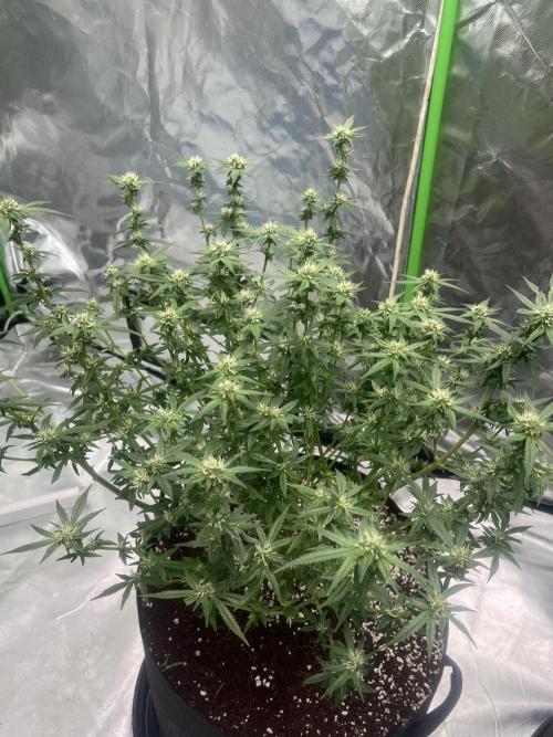 Northern lights. Week 12 - 14/2