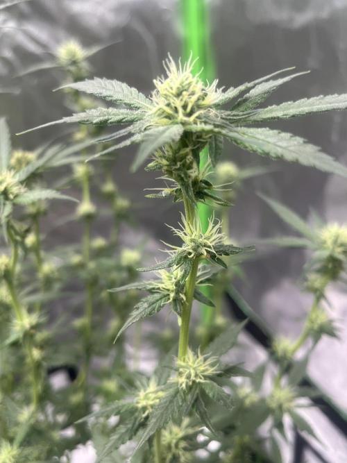 Northern lights. Week 12 - 14/2