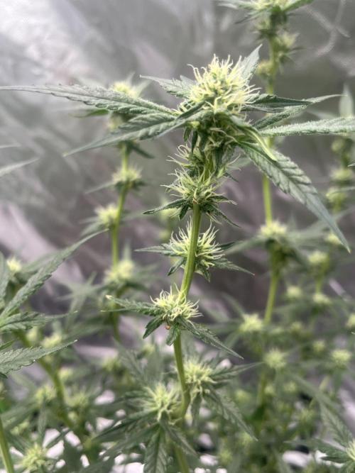 Northern lights. Week 12 - 14/2