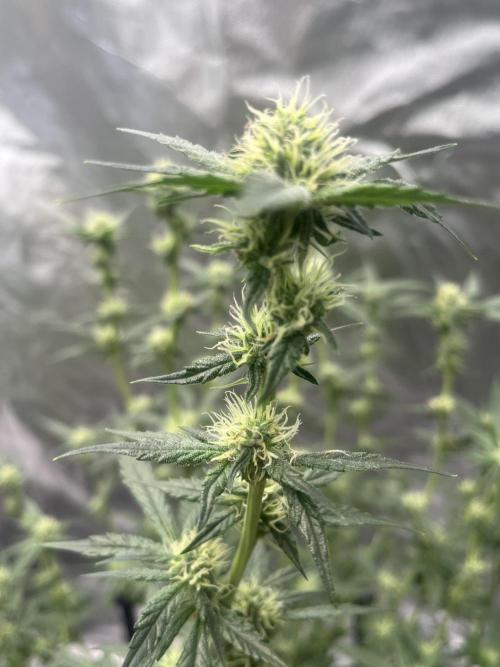 Northern lights. Week 12 - 14/2