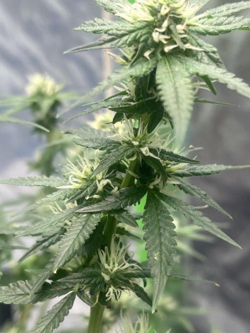 Northern lights. Week 12 - 14/2