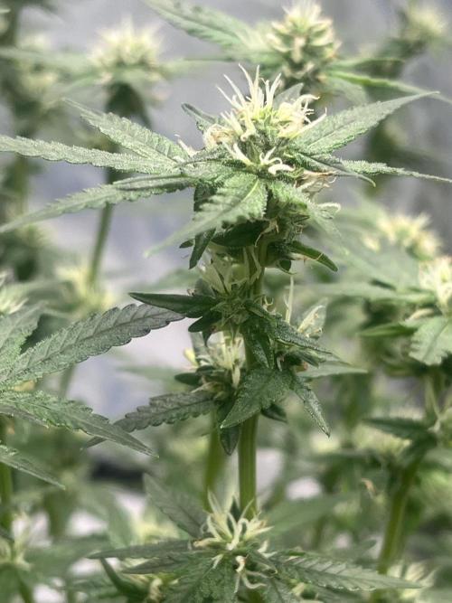 Northern lights. Week 12 - 14/2