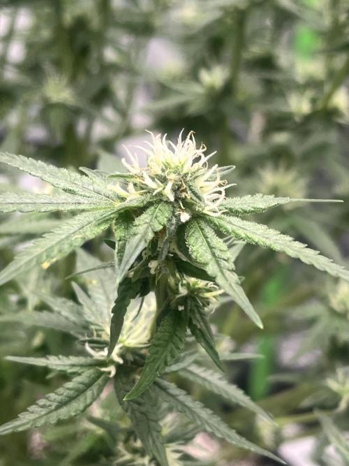 Northern lights. Week 12 - 14/2