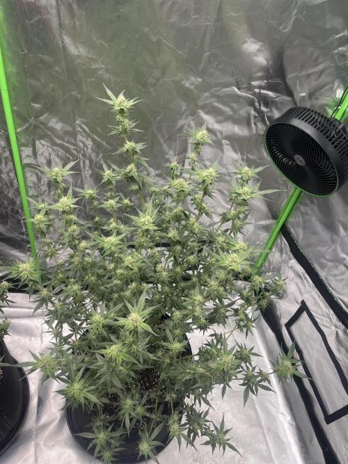 Northern lights. Week 13