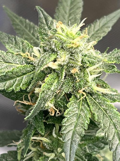 Northern lights. Week 14