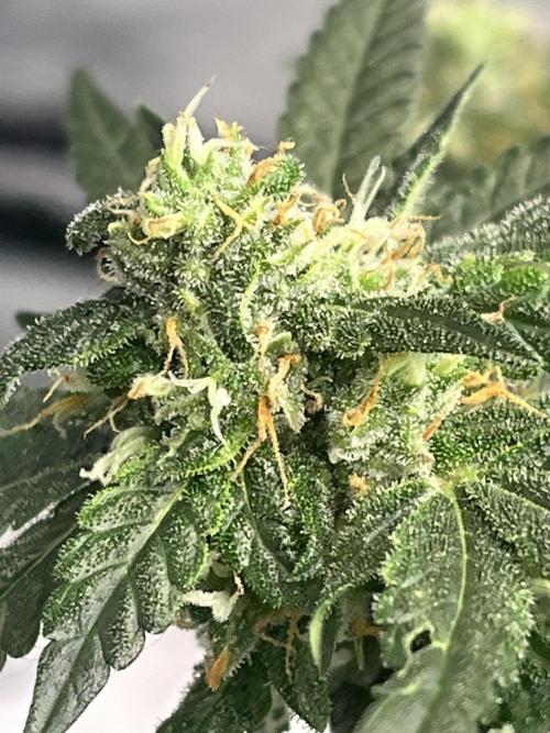 Northern lights. Week 14