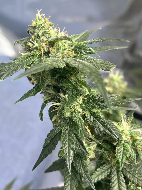 Northern lights. Week 14