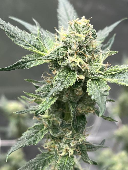 Northern lights. Week 14