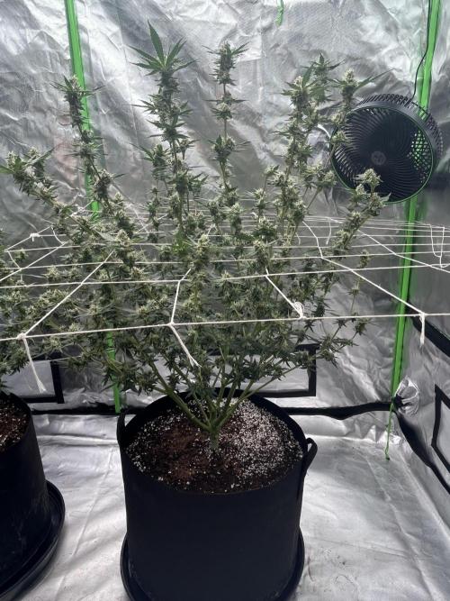 Northern lights. Week 14