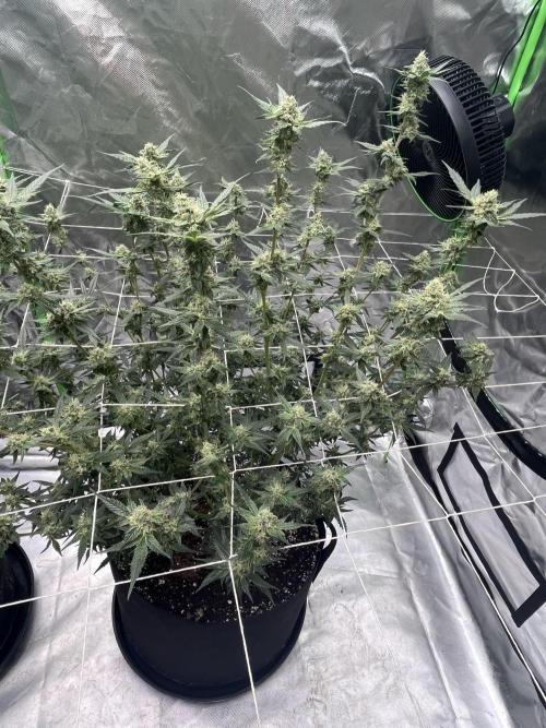 Northern lights. Week 14