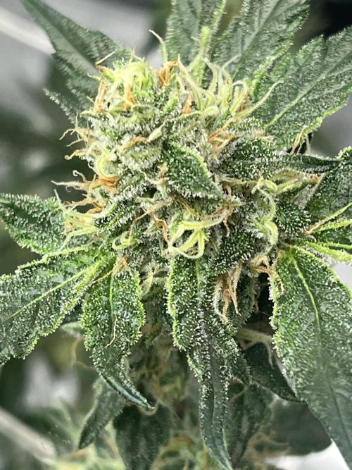 Northern lights. Week 14
