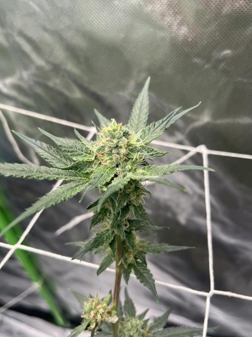 Northern lights. Week 14