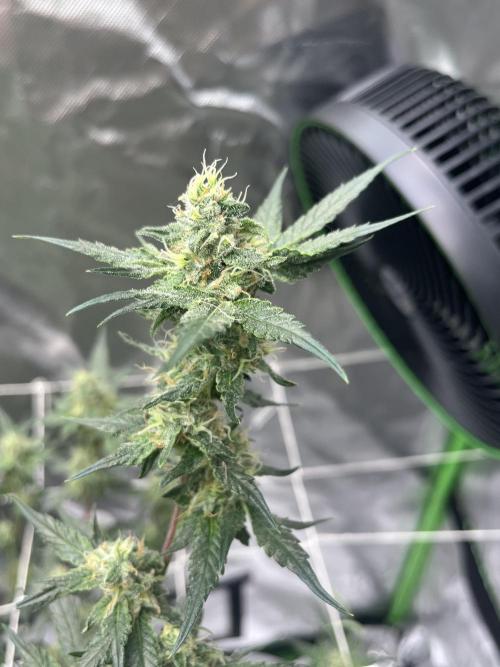 Northern lights. Week 14