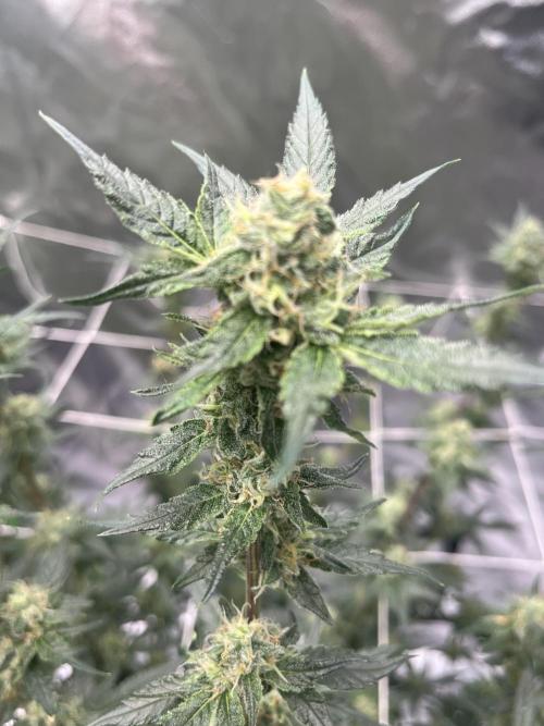 Northern lights. Week 14