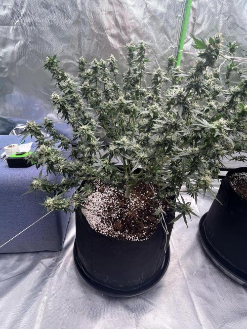 Northern lights. Week 14