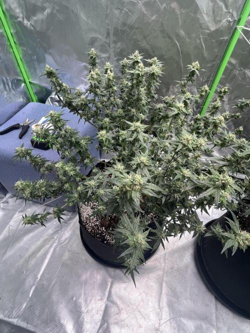 Northern lights. Week 14