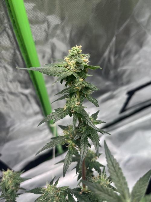 Northern lights. Week 14
