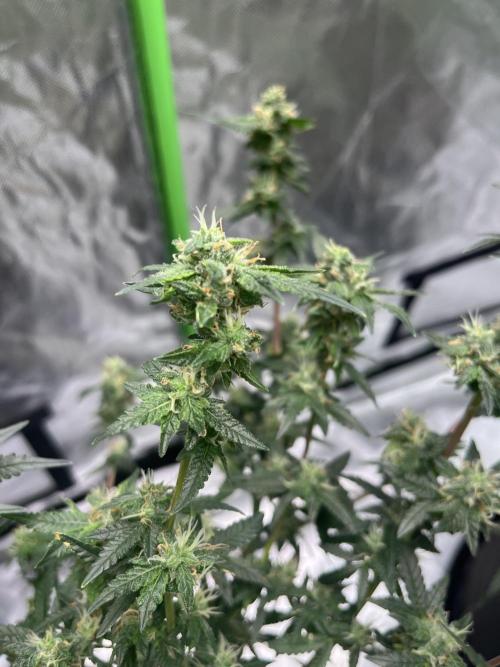 Northern lights. Week 14