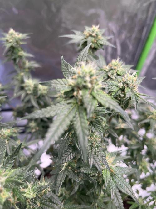 Northern lights. Week 14