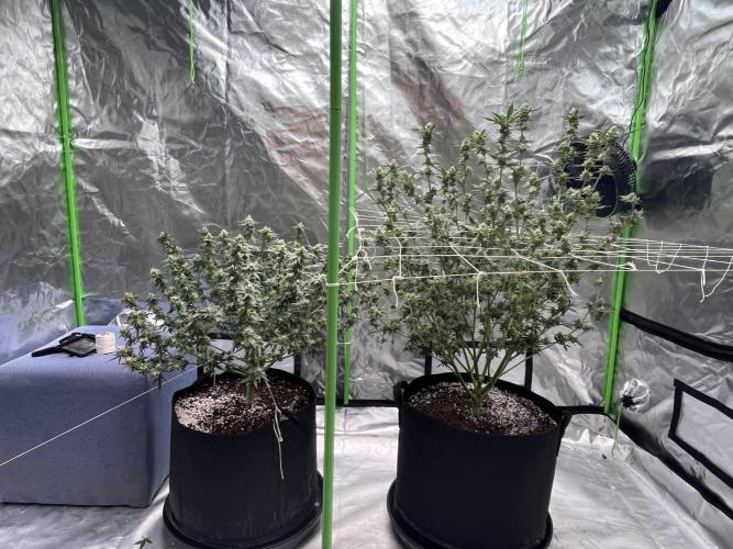 Northern lights. Week 14