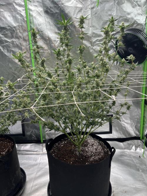 Northern lights. Week 14