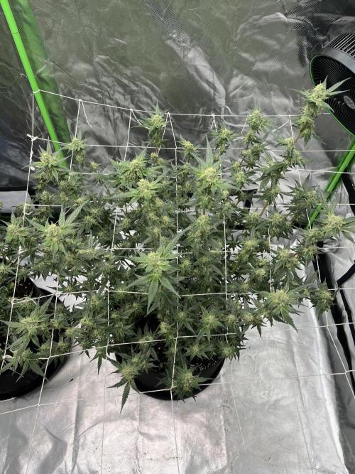 Northern lights. Week 14