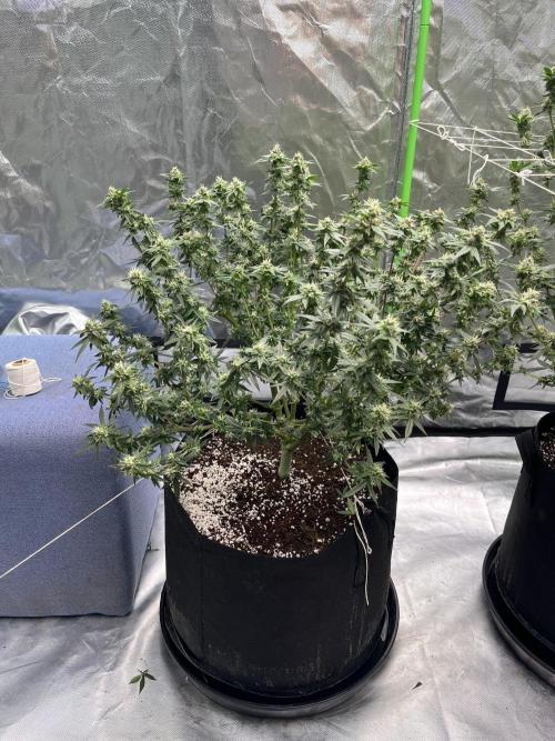 Northern lights. Week 14