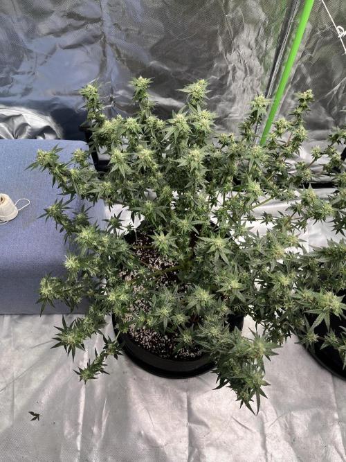Northern lights. Week 14