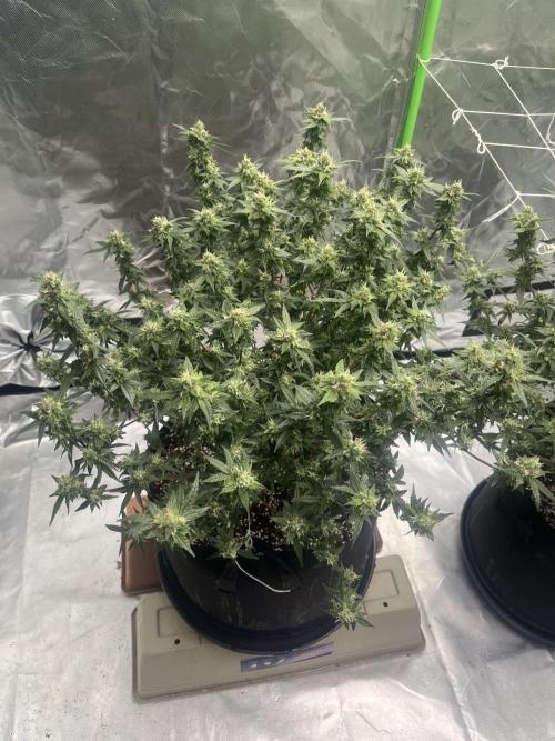 Northern lights. Week 15