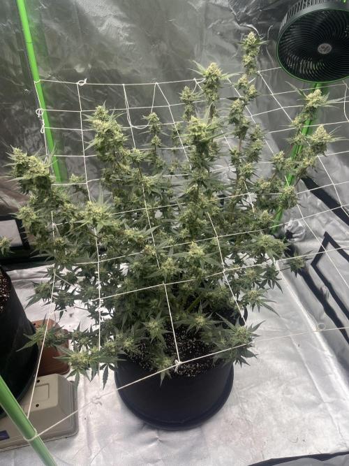 Northern lights. Week 15