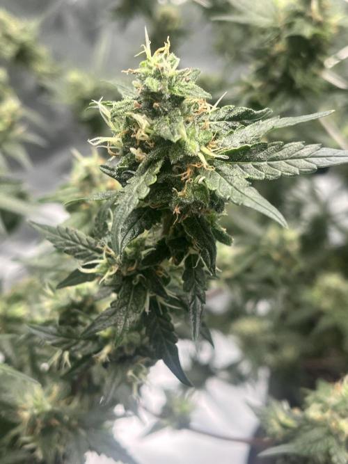 Northern lights. Week 15