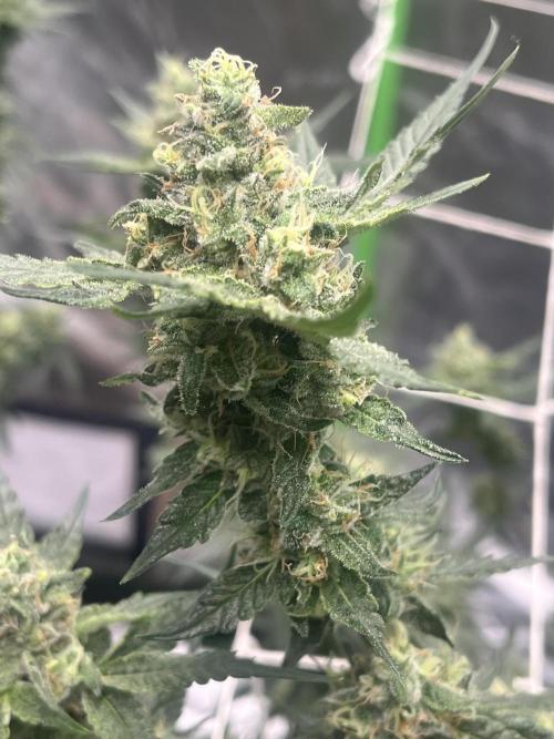 Northern lights. Week 15