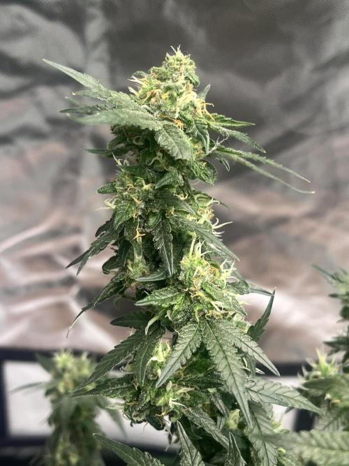 Northern lights. Week 15