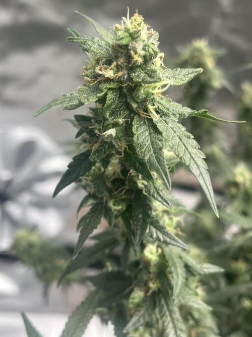 Northern lights. Week 15