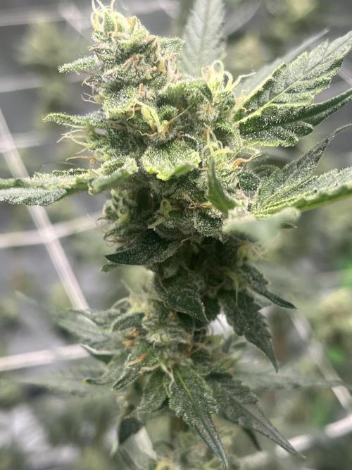 Northern lights. Week 15