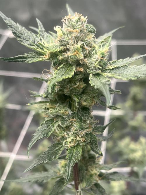 Northern lights. Week 15