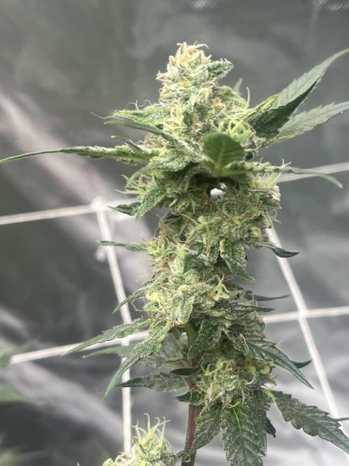 Northern lights. Week 15