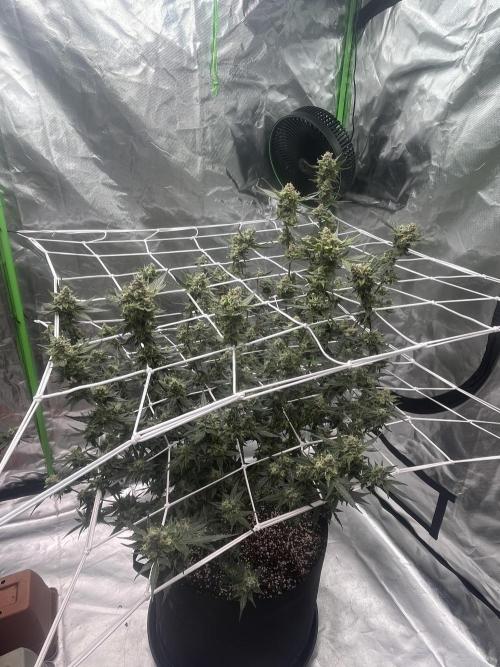 Northern lights. Week 16
