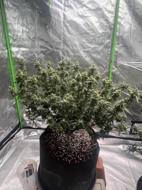 Northern lights. Week 16