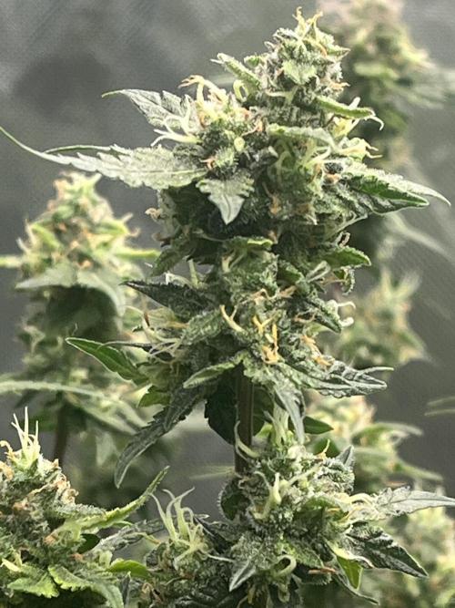 Northern lights. Week 16