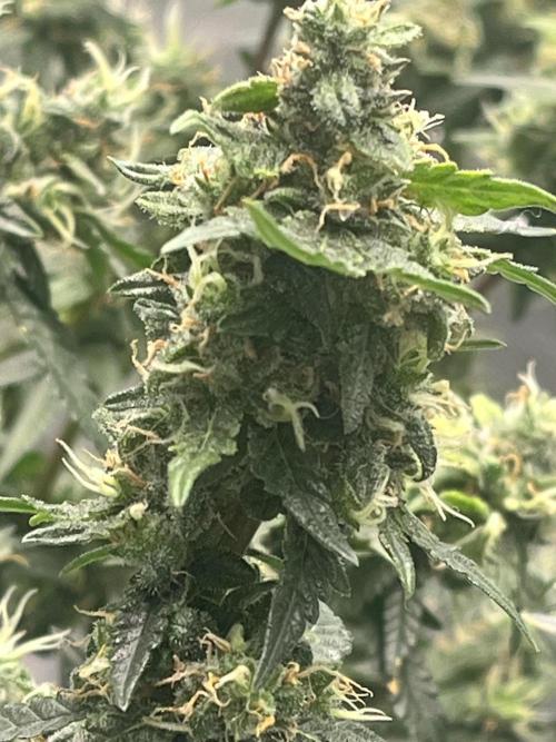Northern lights. Week 16