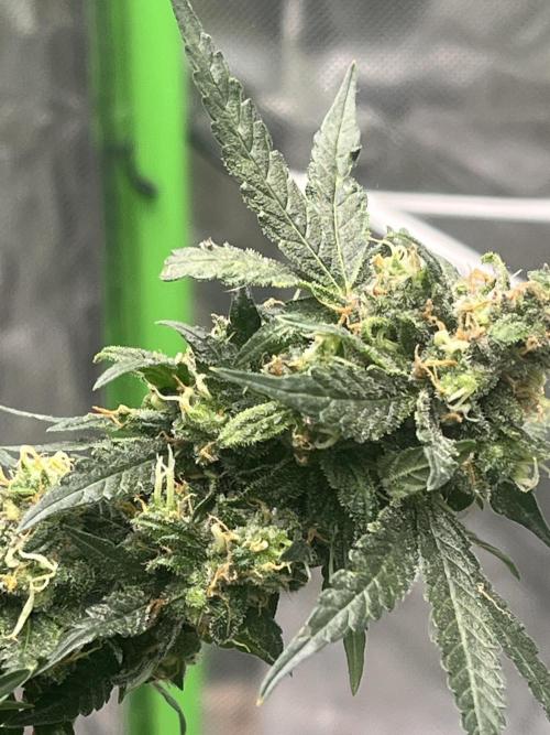 Northern lights. Week 16