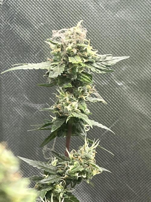 Northern lights. Week 16