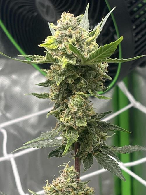 Northern lights. Week 16