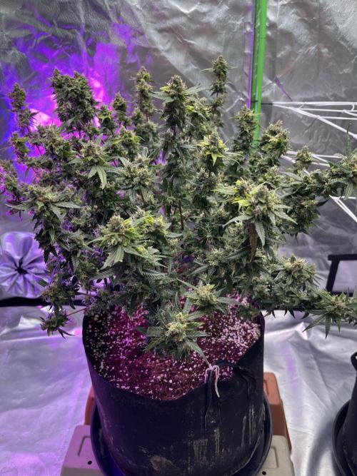 Northern lights. Week 17