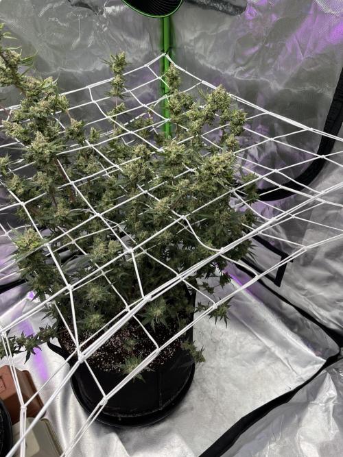 Northern lights. Week 17