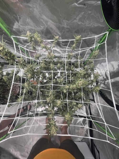 Northern lights. Week 17