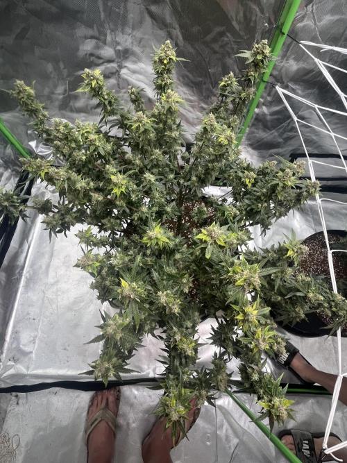 Northern lights. Week 17