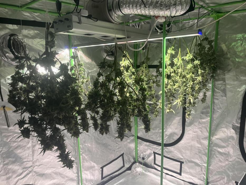 Northern lights. Week 18